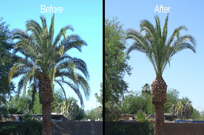 Katy, Texas Tree Service Before and After