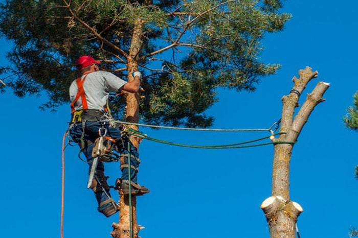 Top pros available for ALL TREE SERVICE PROJECTS.