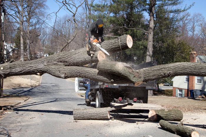 katy tree removal